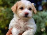 Parlak Tüylü Maltipoo Yavrumuz