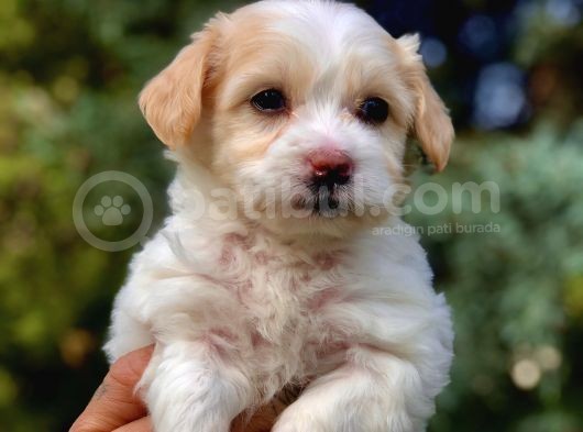 Parlak Tüylü Maltipoo Yavrumuz görsel