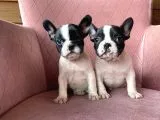 Ev Üreti̇mi̇ Kısa Bacak French Bulldog Yavrularımız