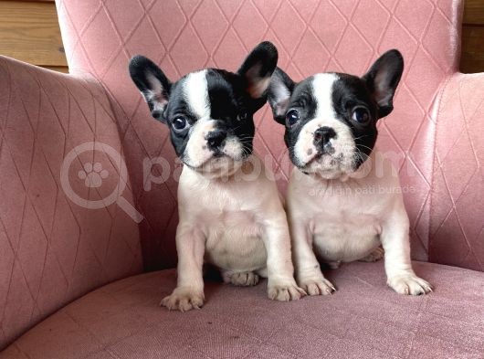 Ev Üreti̇mi̇ Kısa Bacak French Bulldog Yavrularımız görsel