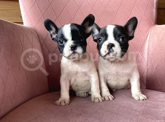 Ev Üreti̇mi̇ Kısa Bacak French Bulldog Yavrularımız