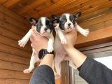 Ev Üreti̇mi̇ Kısa Bacak French Bulldog Yavrularımız