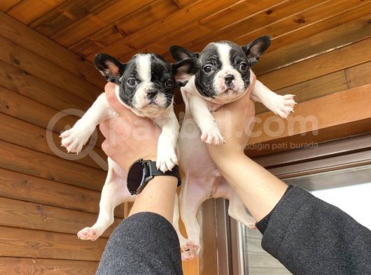 Ev Üreti̇mi̇ Kısa Bacak French Bulldog Yavrularımız görsel