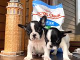 Ev Üreti̇mi̇ Kısa Bacak French Bulldog Yavrularımız