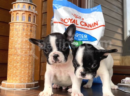 Ev Üreti̇mi̇ Kısa Bacak French Bulldog Yavrularımız görsel