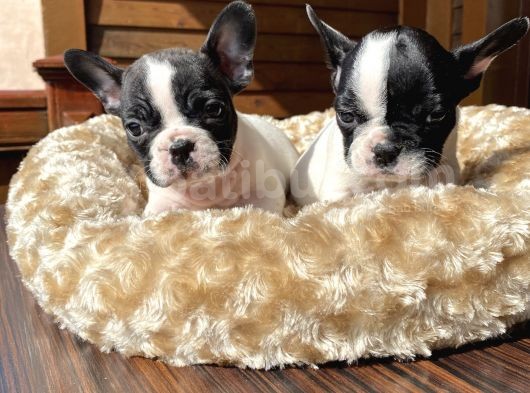 Ev Üreti̇mi̇ Kısa Bacak French Bulldog Yavrularımız görsel