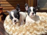 Ev Üreti̇mi̇ Kısa Bacak French Bulldog Yavrularımız