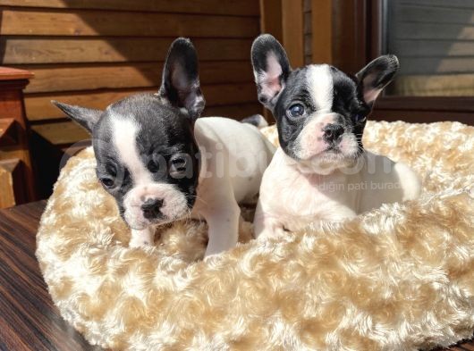 Ev Üreti̇mi̇ Kısa Bacak French Bulldog Yavrularımız görsel