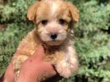 F2 Maltipoo Yavrumuz