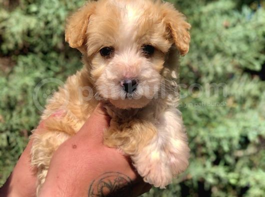 F2 Maltipoo Yavrumuz görsel
