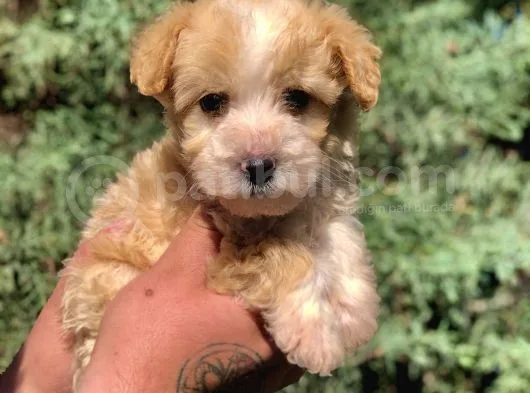 F2 Maltipoo Yavrumuz