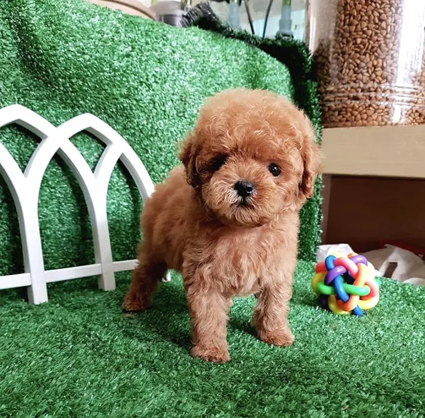 Irk Ve Sağlık Garantili Red & Apricot Poodle Yavrularımız