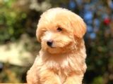 2 Aylık Erkek F1 Malti̇poo