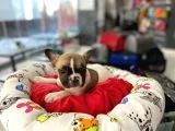 Özel Renk Fawn Pied Erkek French Bulldog