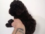 Çikolata Orijinal Toy Poodle Yavrum Teslime Hazır