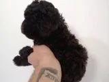 Çikolata Orijinal Toy Poodle Yavrum Teslime Hazır