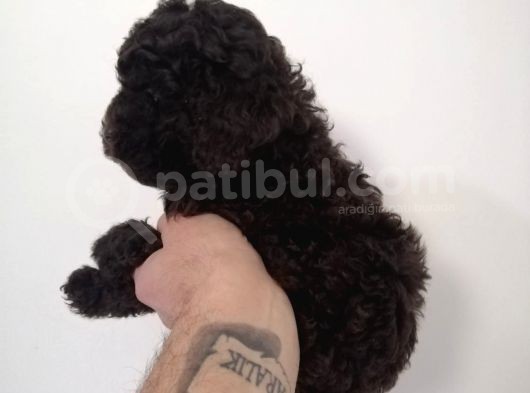 Çikolata Orijinal Toy Poodle Yavrum Teslime Hazır görsel