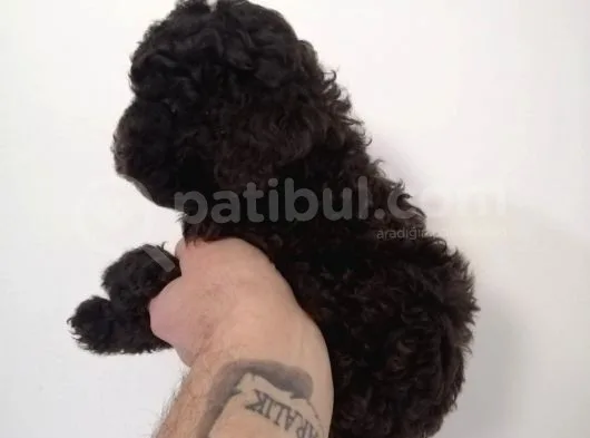 Çikolata Orijinal Toy Poodle Yavrum Teslime Hazır