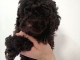 Çikolata Orijinal Toy Poodle Yavrum Teslime Hazır