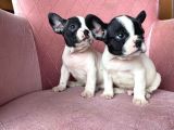 Mükemmel Kompakt Ev Üreti̇mi̇ French Bulldog