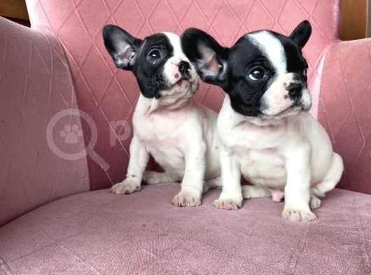 Mükemmel Kompakt Ev Üreti̇mi̇ French Bulldog görsel