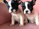 Mükemmel Kompakt Ev Üreti̇mi̇ French Bulldog