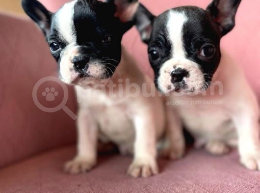 Mükemmel Kompakt Ev Üreti̇mi̇ French Bulldog görsel