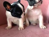 Mükemmel Kompakt Ev Üreti̇mi̇ French Bulldog