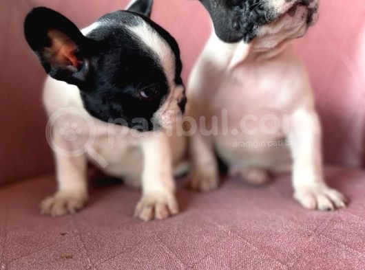 Mükemmel Kompakt Ev Üreti̇mi̇ French Bulldog görsel