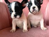 Mükemmel Kompakt Ev Üreti̇mi̇ French Bulldog