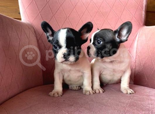 Mükemmel Kompakt Ev Üreti̇mi̇ French Bulldog görsel