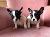 Mükemmel Kompakt Ev Üreti̇mi̇ French Bulldog