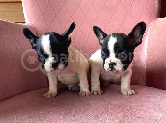 Mükemmel Kompakt Ev Üreti̇mi̇ French Bulldog görsel
