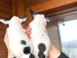 Mükemmel Kompakt Ev Üreti̇mi̇ French Bulldog