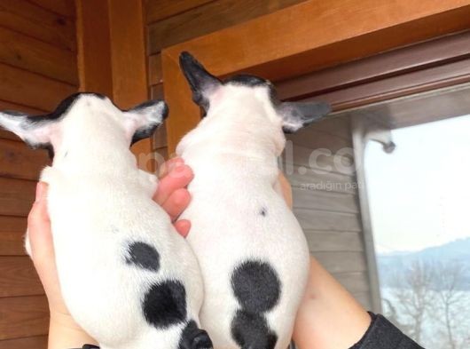 Mükemmel Kompakt Ev Üreti̇mi̇ French Bulldog görsel