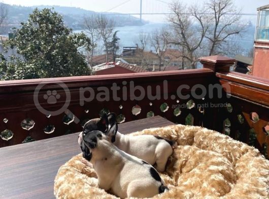 Mükemmel Kompakt Ev Üreti̇mi̇ French Bulldog görsel