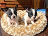 Mükemmel Kompakt Ev Üreti̇mi̇ French Bulldog