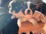 Mükemmel Kompakt Ev Üreti̇mi̇ French Bulldog