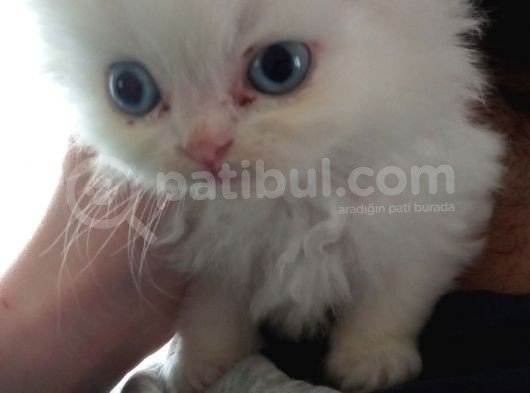 Muhteşem Kali̇teli̇ Chi̇nchi̇lla Bebekleri̇mi̇z görsel
