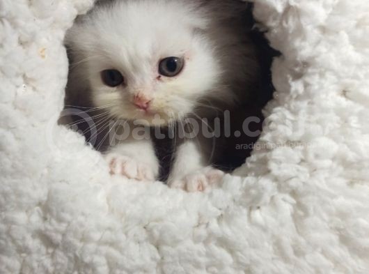 Muhteşem Kali̇teli̇ Chi̇nchi̇lla Bebekleri̇mi̇z görsel