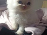 Muhteşem Kali̇teli̇ Chi̇nchi̇lla Bebekleri̇mi̇z