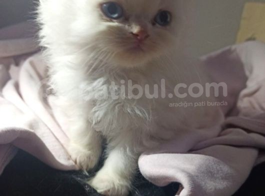 Muhteşem Kali̇teli̇ Chi̇nchi̇lla Bebekleri̇mi̇z görsel