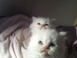Muhteşem Kali̇teli̇ Chi̇nchi̇lla Bebekleri̇mi̇z