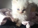 Muhteşem Kali̇teli̇ Chi̇nchi̇lla Bebekleri̇mi̇z