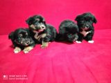 Yavrularımız Yeni Ailesini Arıyor