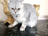 Silver British Shorthair