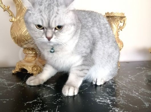 Silver British Shorthair görsel