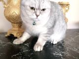 Silver British Shorthair