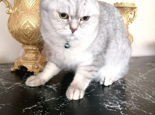 Silver British Shorthair görsel