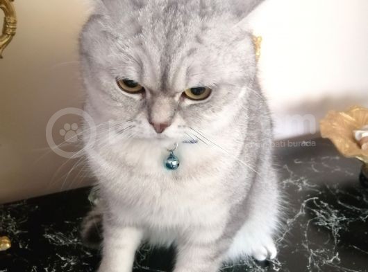 Silver British Shorthair görsel